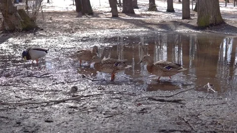 A flock of ducks walking on the ground in the Park Vídeos de archivo 106146872
