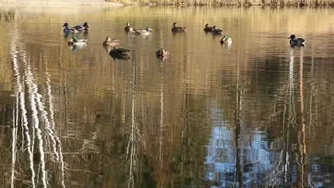 Flock of ducks on water Stock Footage 81268161