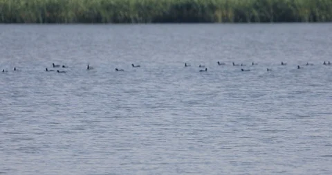 Flock of ducks on the water Stockbeeldmateriaal 116051783