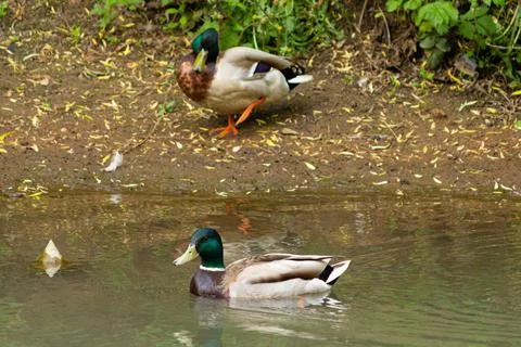 A flock of ducks in a water Stock Photos