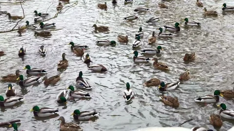 Flock of ducks on water surface in winter Video stock 87037048