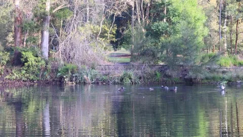 Flock of ducks on waters of Lane Cover river in Sydney urban park as 4k. Stock Footage 159100565