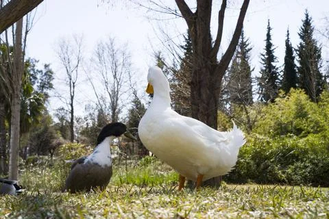A flock of ducks in the wild. Stock Photos