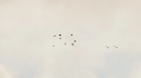 Flock of Ducks on the Wing in Clouds Stock Footage 8930836