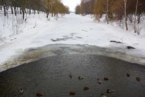 A flock of ducks in a winter pond Foto stock