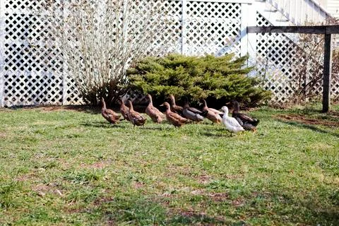 Flock of Ducks in a yard Stock Photos