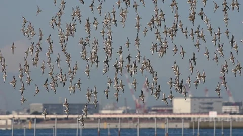 A flock of Dunlin in flight (slow motion) Vídeos de archivo 333624121