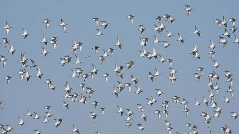 A flock of dunlin flight (slow motion) Stock Footage 337227737