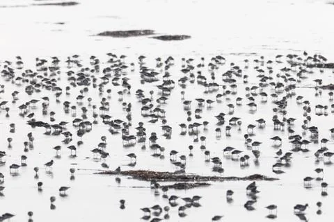 Flock of dunlin Stock Photos