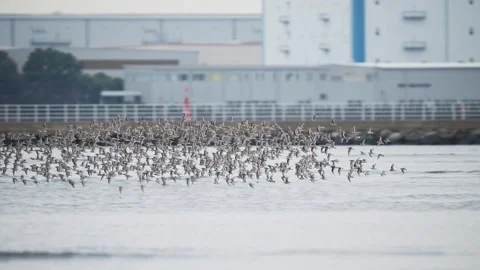 Flock of Dunlins and Sanderlings taking off Vídeos de archivo 335688027