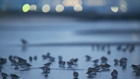 A flock of Dunlins feeding at dawn (with audio) Stock Footage 329419133