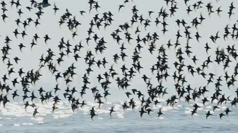 A flock of dunlins flight (slow motion) Stock Footage 328453262