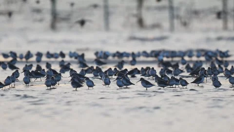 A flock of dunlins foraging (with audio) Stock Footage 328014046