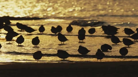 A flock of dunlins foraging Stock Footage 328014035