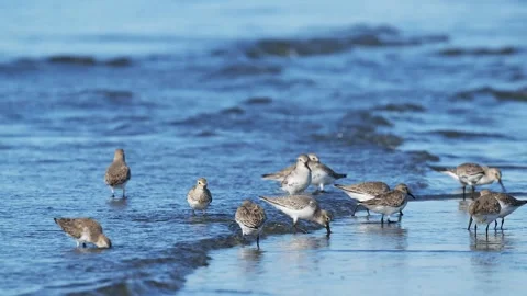 A flock of dunlins foraging at the water’s edge Stock Footage 326315970