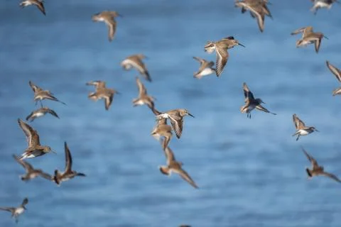 Flock of Dunlins Stock Photos