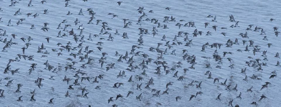 Flock of Dunlins Stock Photos