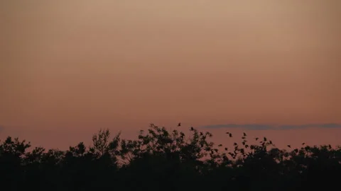 Flock at dusk by the shrubbery Stock Footage 270147816