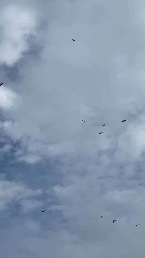 Flock of eagle birds flying in open blue sky with white clouds - low angle Stock Footage 334090198