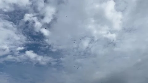 Flock of eagle or vulture birds flying in white soft cloudy sky and searching Stock Footage 335220959
