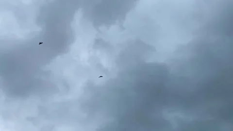 Flock of eagle or vulture birds flying under overcast sky and searching prey - Stock Footage 341571268