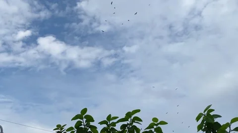 Flock of eagle or vulture birds flying in white soft cloudy sky and searching Vídeos de archivo 345115744
