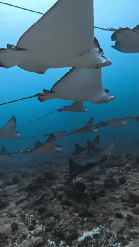 Flock of eagle rays in the ocean Stockbeeldmateriaal 332585105