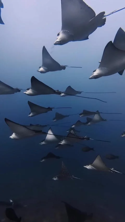 Flock of eagle rays in the ocean 스톡 동영상 332585149