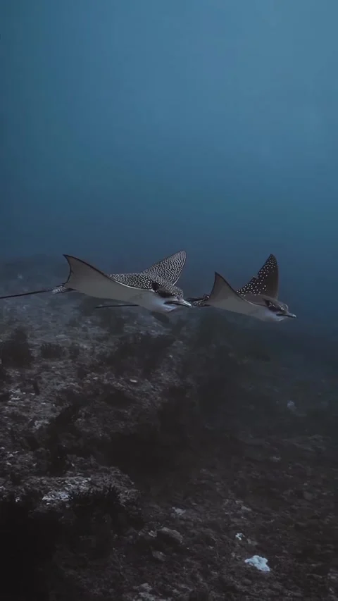 Flock of eagle rays in the ocean Stock Footage 332585179