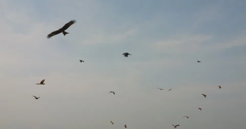 Flock of Eagles and Buzzards Circling Sky Above Indian Beach in Soft Light Stock Footage 305639562