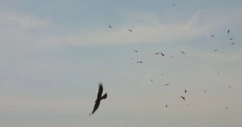 Flock of Eagles and Buzzards Circling Sky Above Indian Beach in Soft Light Stock Footage 305639764