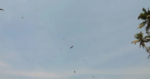 Flock of Eagles and Buzzards Circling Sky Above Indian Beach in Soft Light Stock Footage 305639979
