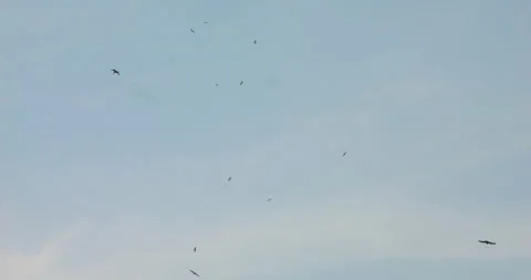Flock of Eagles and Buzzards Circling Sky Above Indian Beach in Soft Light Stock Footage 305640687