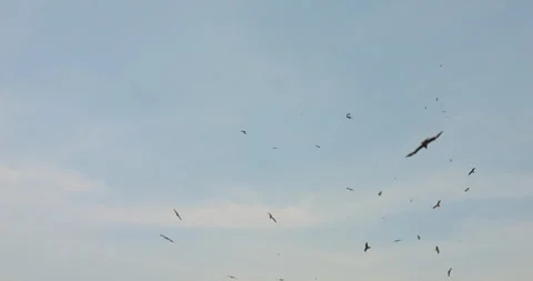 Flock of Eagles and Buzzards Circling Sky Above Indian Beach in Soft Light Stock Footage 305641657