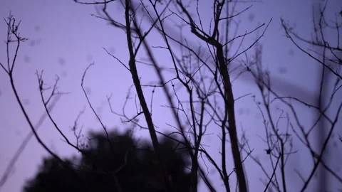 A Flock of Eagles Flying Across the Twilight Sky in Super Slow Motion Stock Footage 325090501