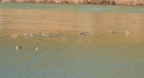 Flock of eastern spot-billed ducks  Stock Photos