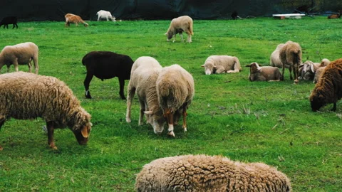 Flock eating grass on the ground Stock Footage 145411663