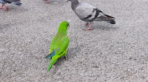 Flock of eating pigeons with one green parrot. Be different concept Stock Footage 64412384