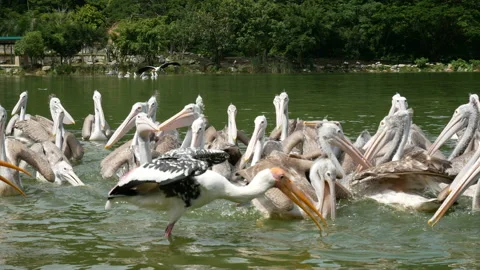 A flock of egrets fly into the pond and use their beak to catch fish as food. Stock Footage 238824302