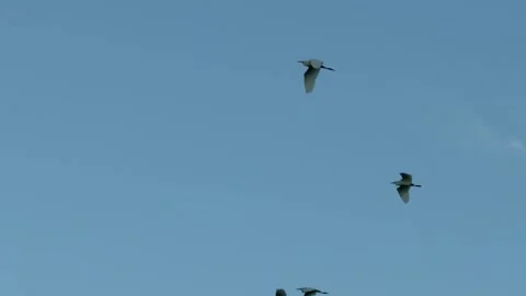 Flock of egrets flying across clear blue sky, birds soaring in formation, Stock Footage 345293494