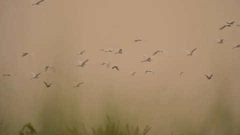 Flock of Egrets flying  Stock Footage 118051474