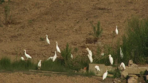 Flock of egrets 库存影片 810662