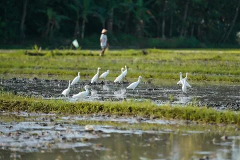 Flock of egrets in the rice fields Stock Photos