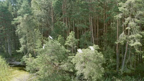A flock of egrets sits on a pine tree on the shore of a wild forest lake. Lar Stock Footage 140246160