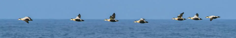 Flock of Eider ducks in flight above the Dutch North Sea. Stock Photos