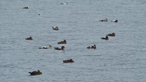 Flock of Eider Ducks Swimming on a Lake in Iceland Stock Footage 320516497