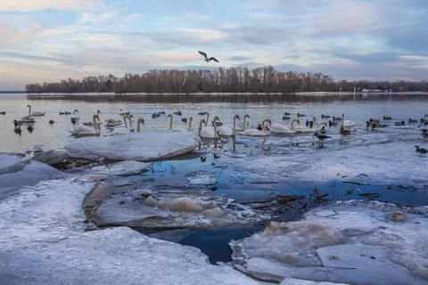Flock of elegant white swans floating on the river Stock Photos