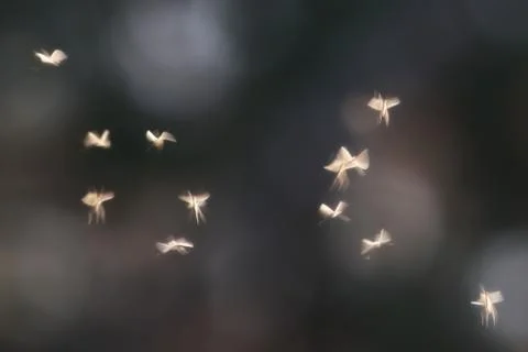 Flock of Ephemeras insects dancing in light Stock Photos