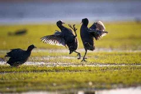 Flock of Eurasian coots squabbling over territory in a marshy wetland Stock Photos