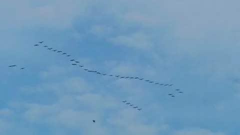Flock of Eurasian Cranes flying to south in autumn Stock Footage 289265966